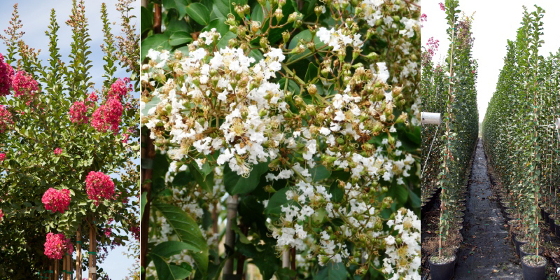 Lagerstroemia Collage 02