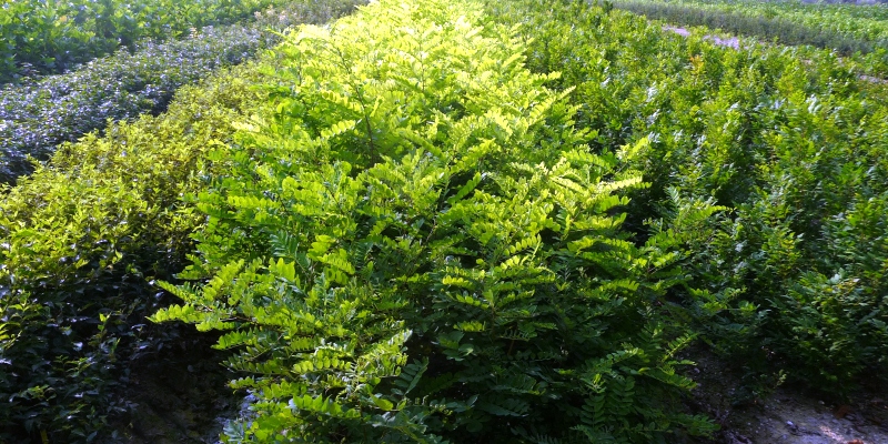 Robinia Pyramidalis 04