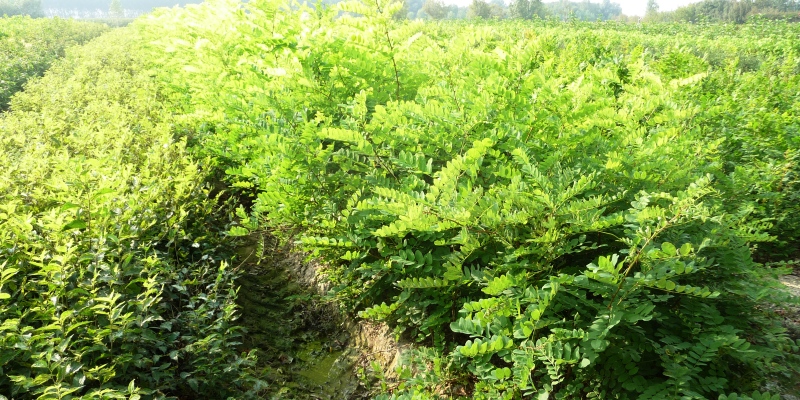 Robinia Pyramidalis 05