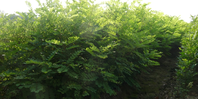 Robinia Pyramidalis 06